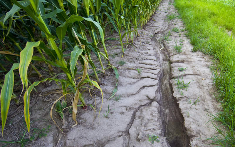 A small stream of water running next to crops.